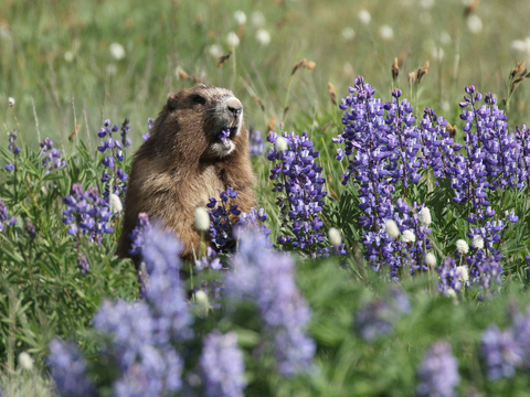 Washington's Endemic Mammal: The Olympic Marmot - Coastal Interpretive  Center